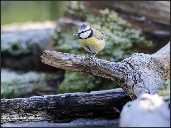 Mésange bleue