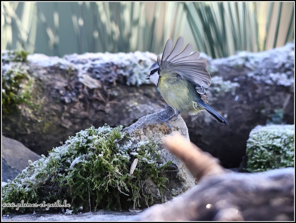 Mésange bleue