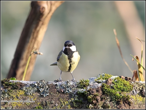 Mésange charbonnière