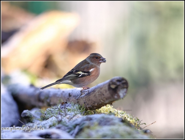 Pinson des arbres