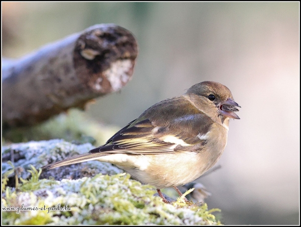 Pinson des arbres