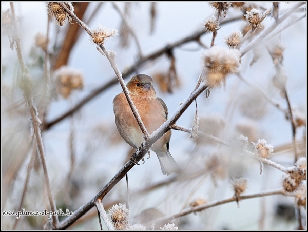 Rouge-gorge