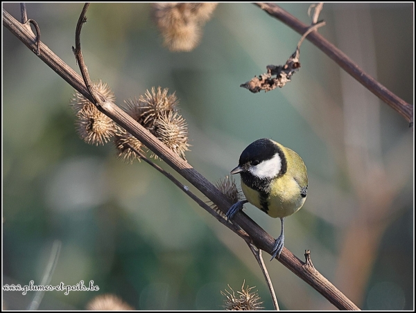 Mésange charbonnière