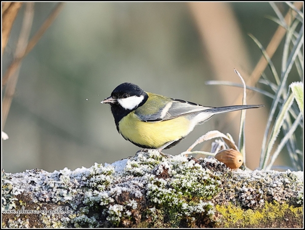 Mésange charbonnière