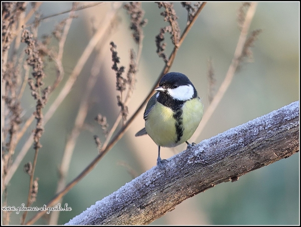 Mésange charbonnière