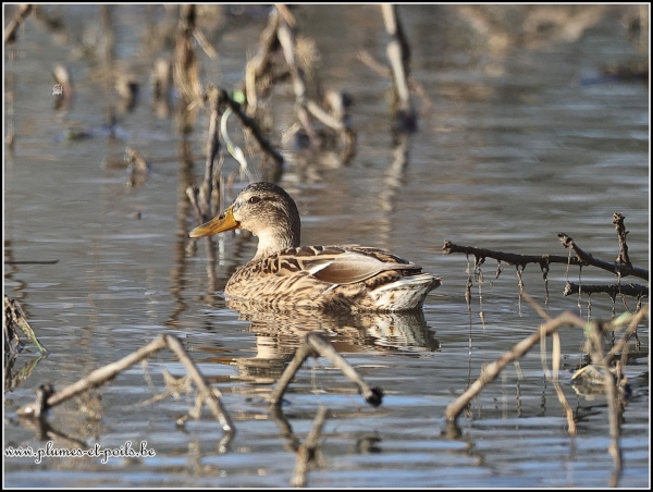 Canard colvert