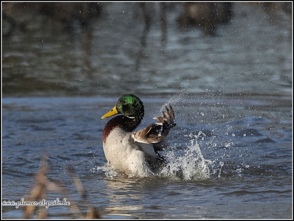 Canard colvert