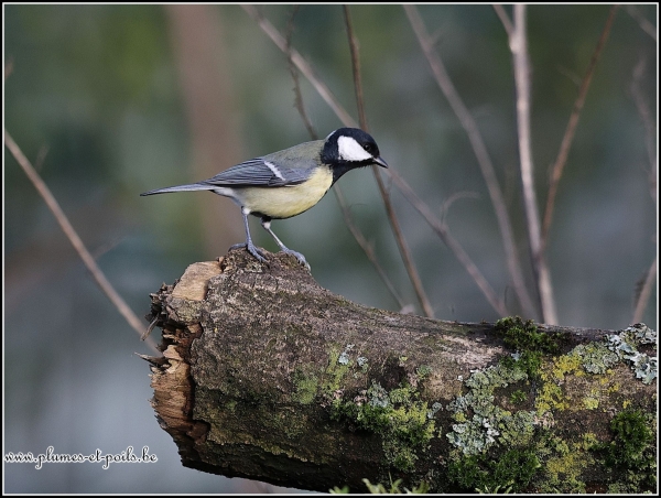 Mésange charbonnière