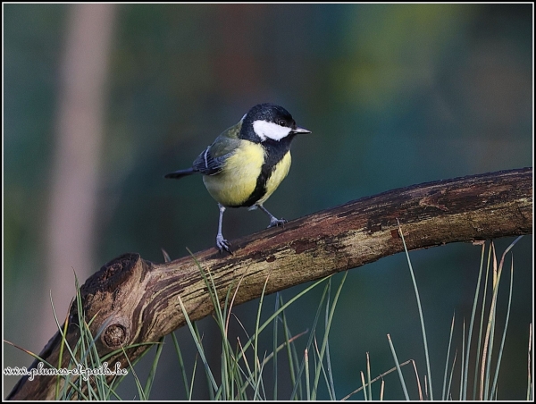 Mésange charbonnière