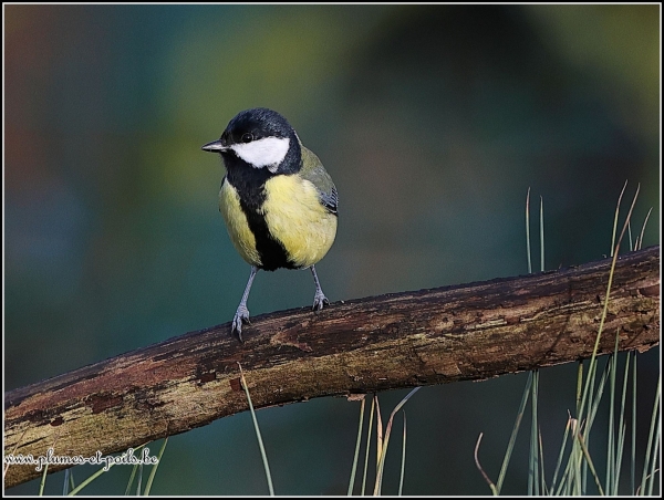 Mésange charbonnière