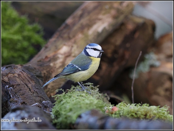 Mésange bleue