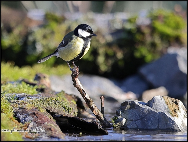 Mésange charbonnière
