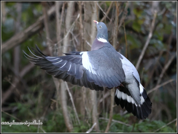 Pigeon ramier