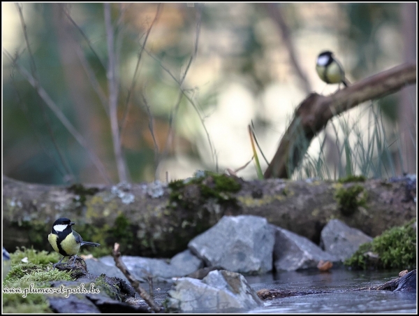 Mésange charbonnière