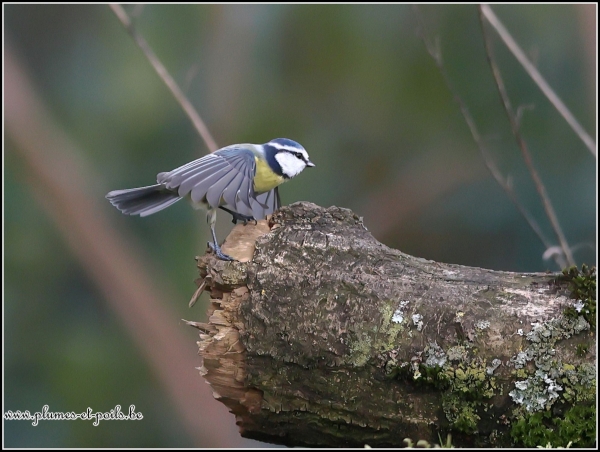 Mésange bleue