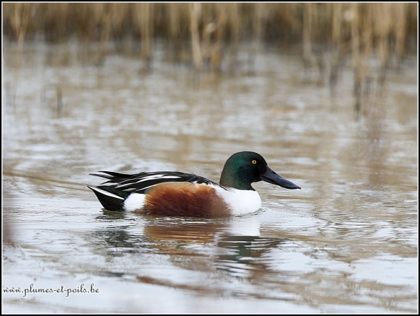 Canard souchet