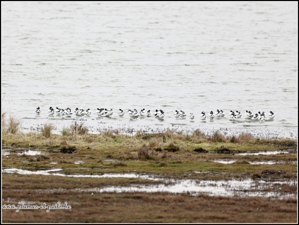 Avocette élégante