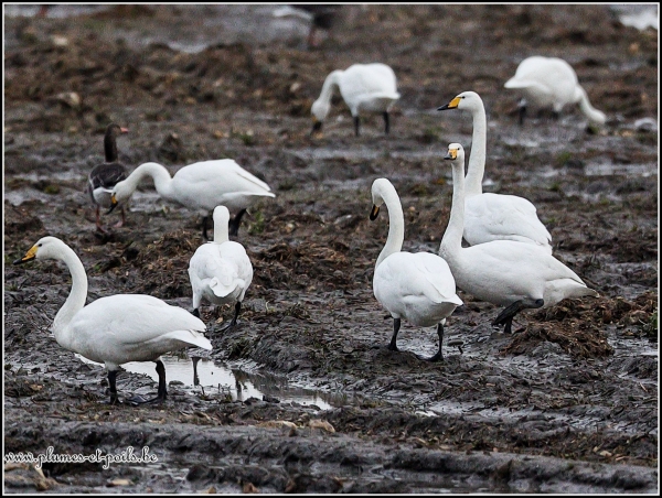 Cygne chanteur