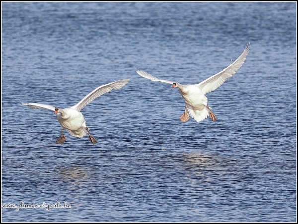 Cygne tuberculé