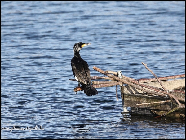 Grand cormoran