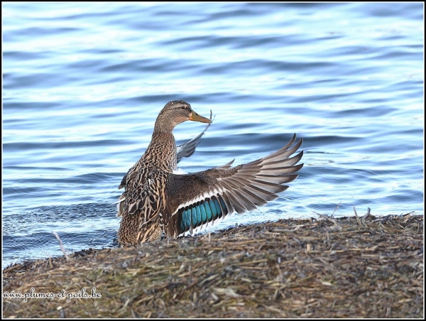 Canard colvert