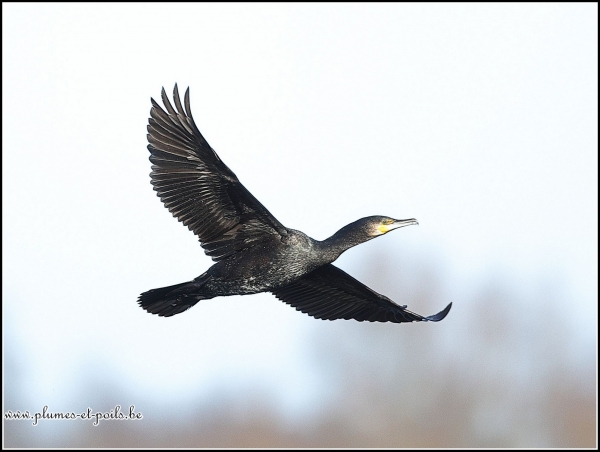 Grand cormoran