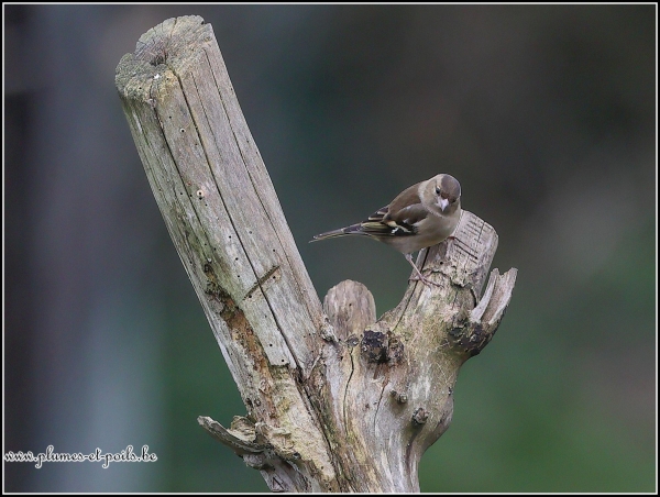 Pinson des arbres
