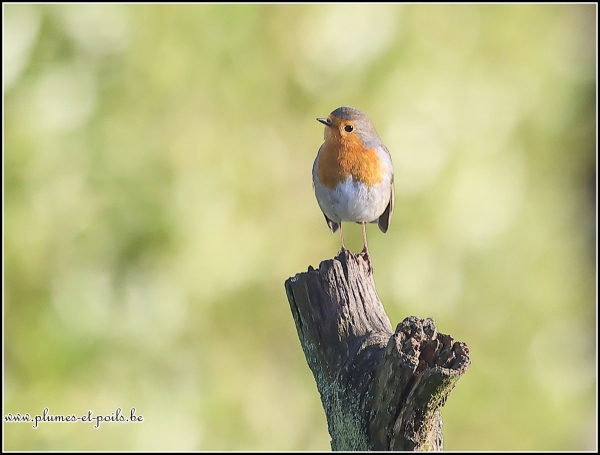 Rouge-gorge