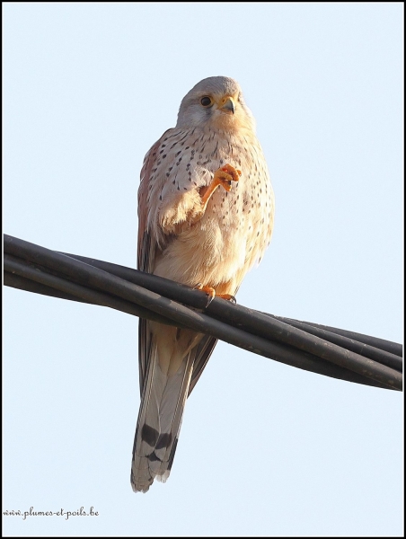 Faucon crécerelle