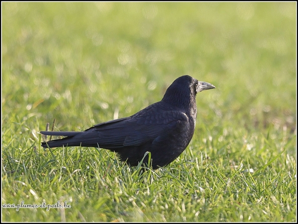 Corbeau freux