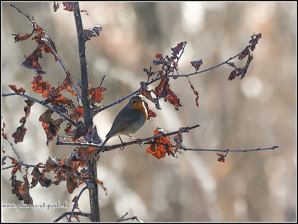 Rouge-gorge
