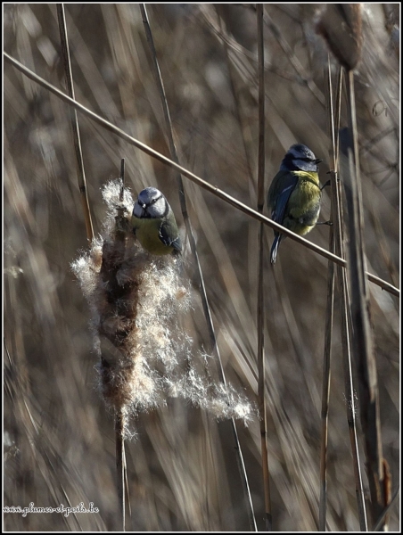 Mésange bleue