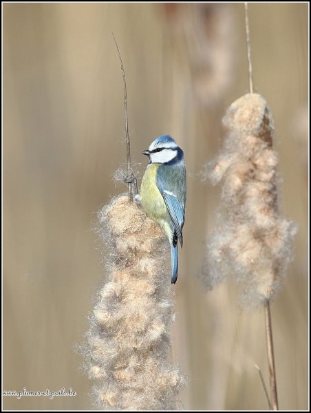 Mésange bleue