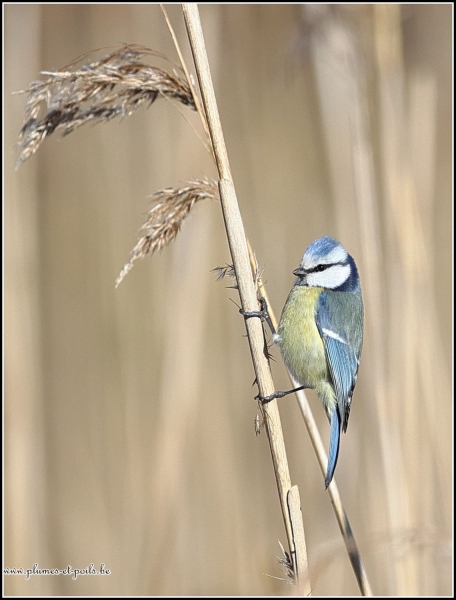 Mésange bleue