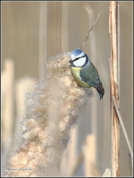 Mésange bleue