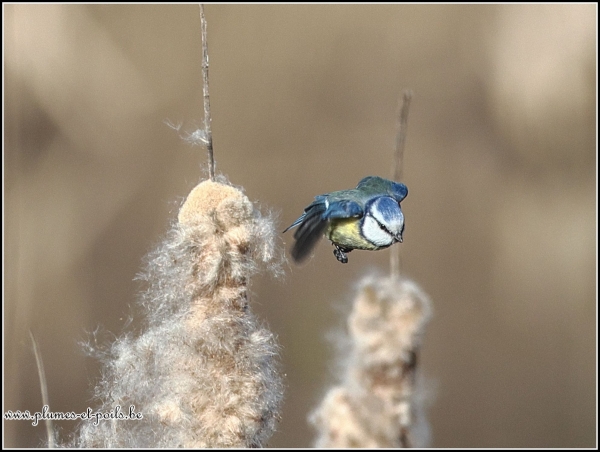 Mésange bleue