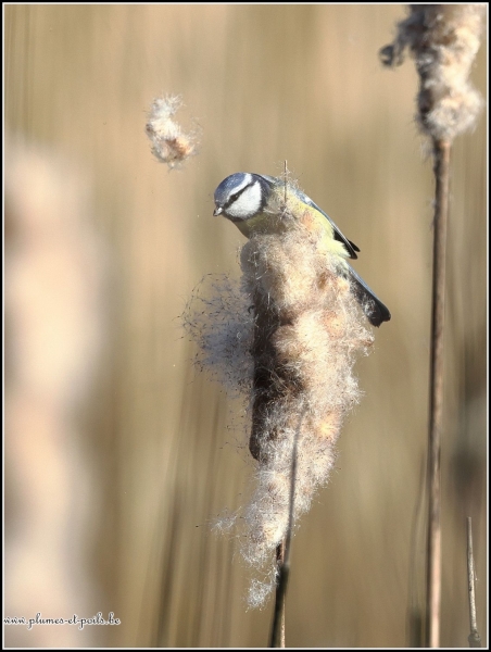 Mésange bleue