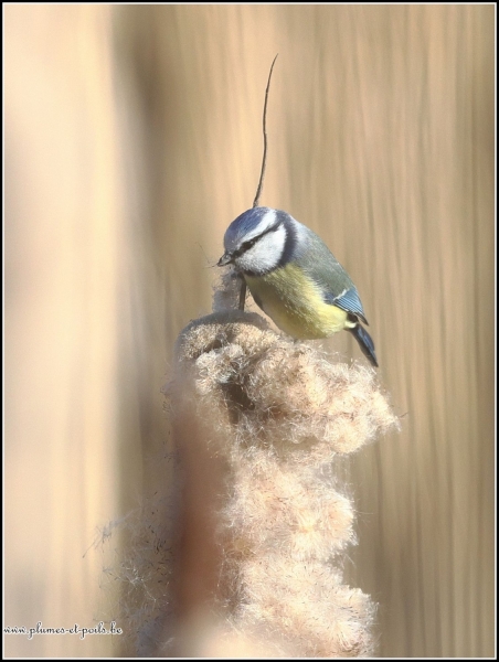 Mésange bleue