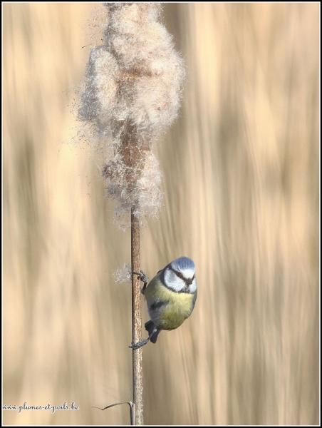Mésange bleue