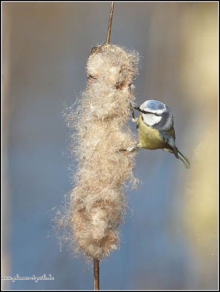 Mésange bleue