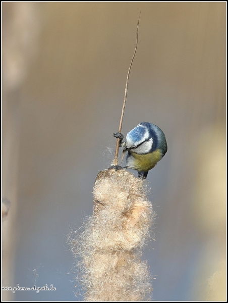 Mésange bleue