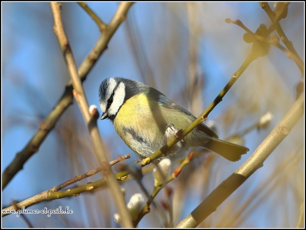 Mésange bleue