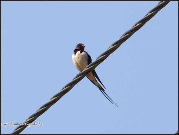Hirondelle rustique