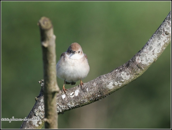 Fauvette grisette