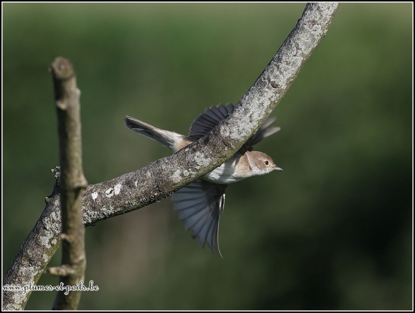 Fauvette grisette