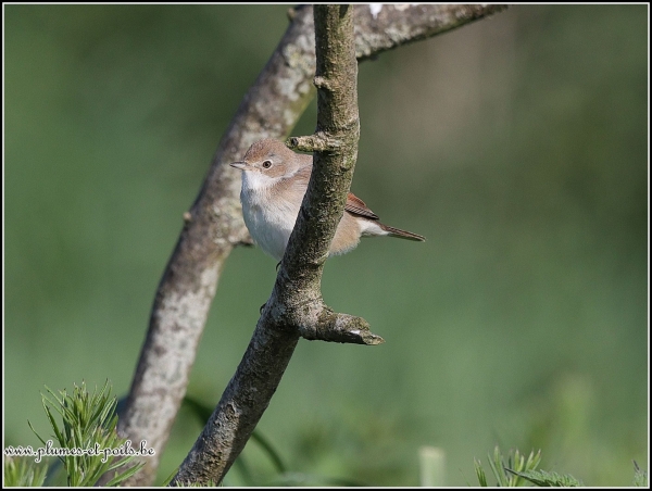 Fauvette grisette