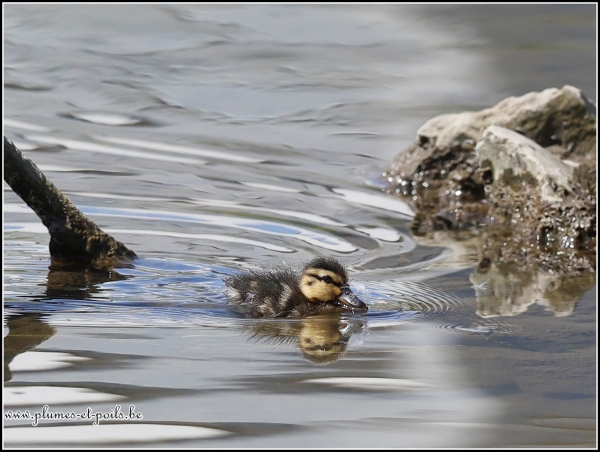 Canard colvert(juvénile)
