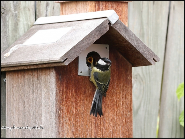 Mésange charbonnière