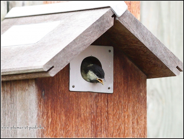 Mésange charbonnière