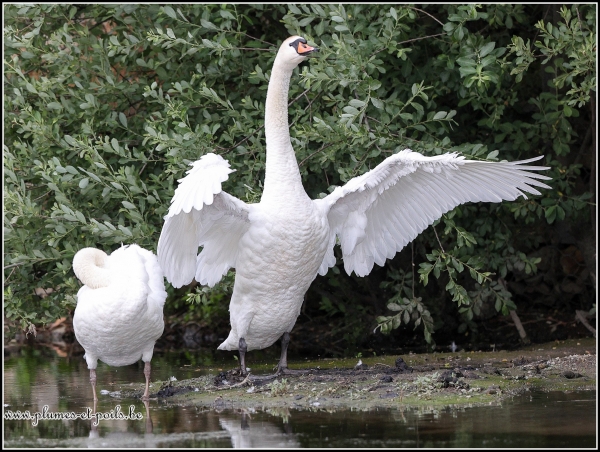 Cygne tuberculé